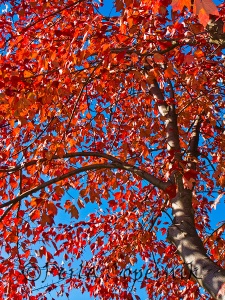 Orange Red against blue, Gaithersburg, Maryland
