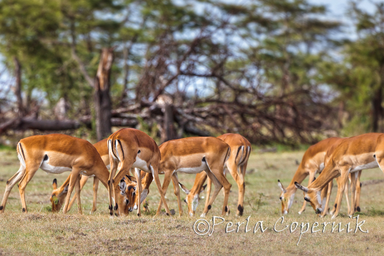 Female Impalas, Aepyceros melampus, Masai Mara, Kenya