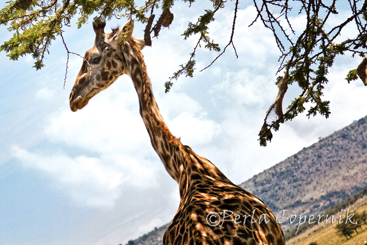 Giraffe Neck close-up in the masai mara, african savanna