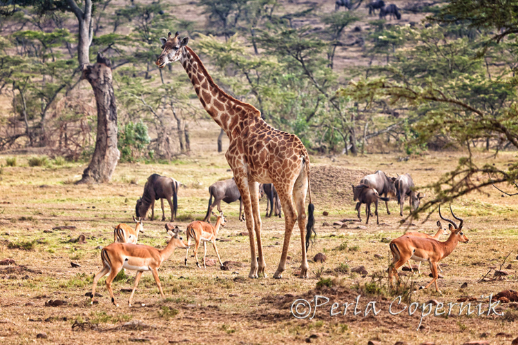 Giraffe Surrounded by Impala and wildebeest in the Masai Mara, Kenya