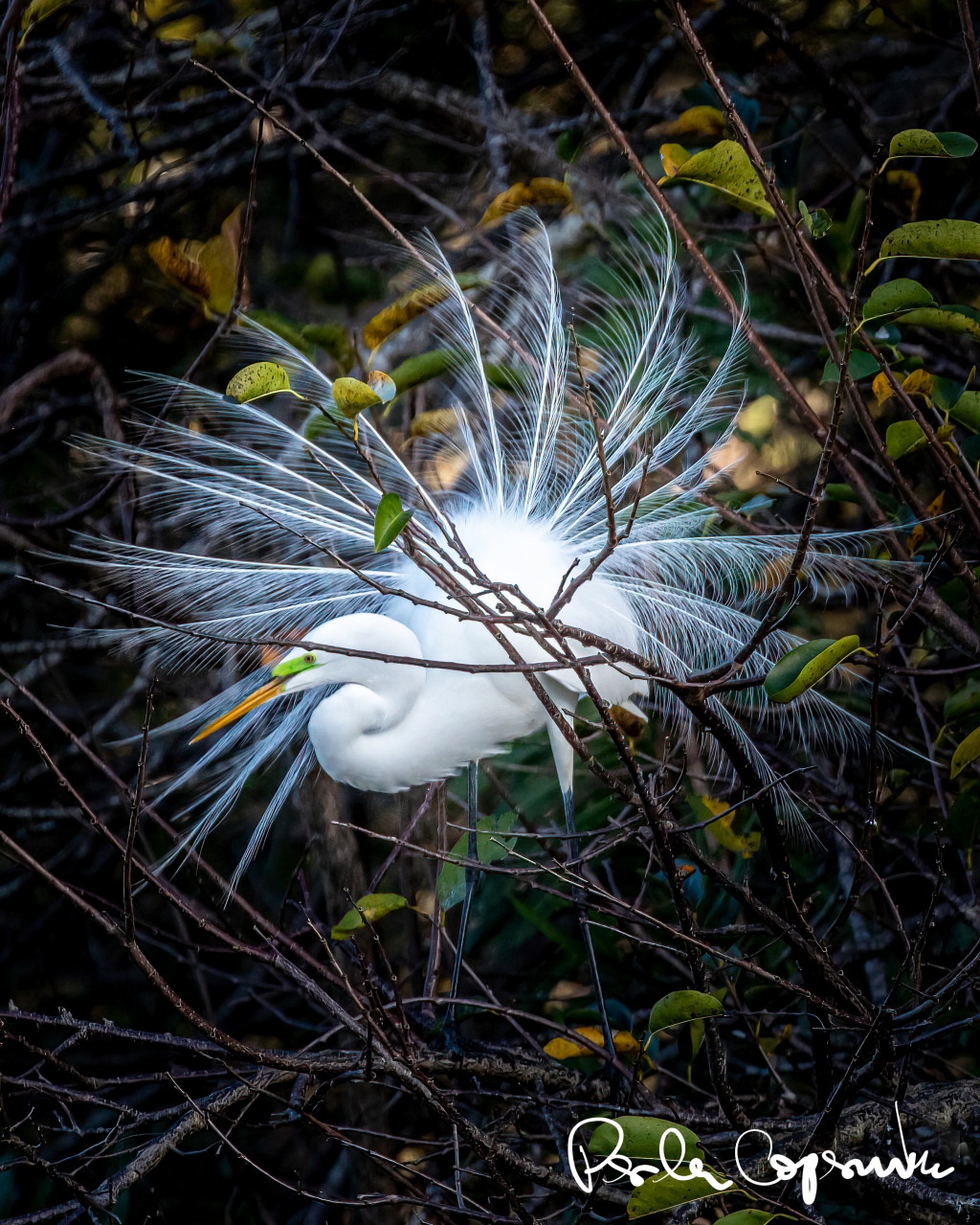 The Stunning Courtship Behavior of The Great Egret, an Unmissable Spectacle!
